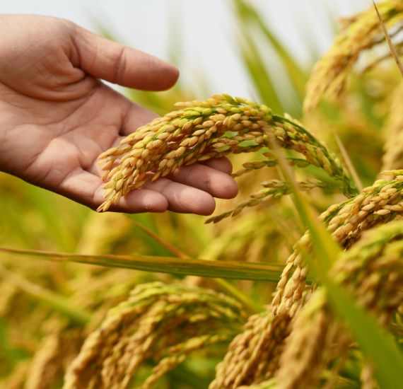 Crop Solutions